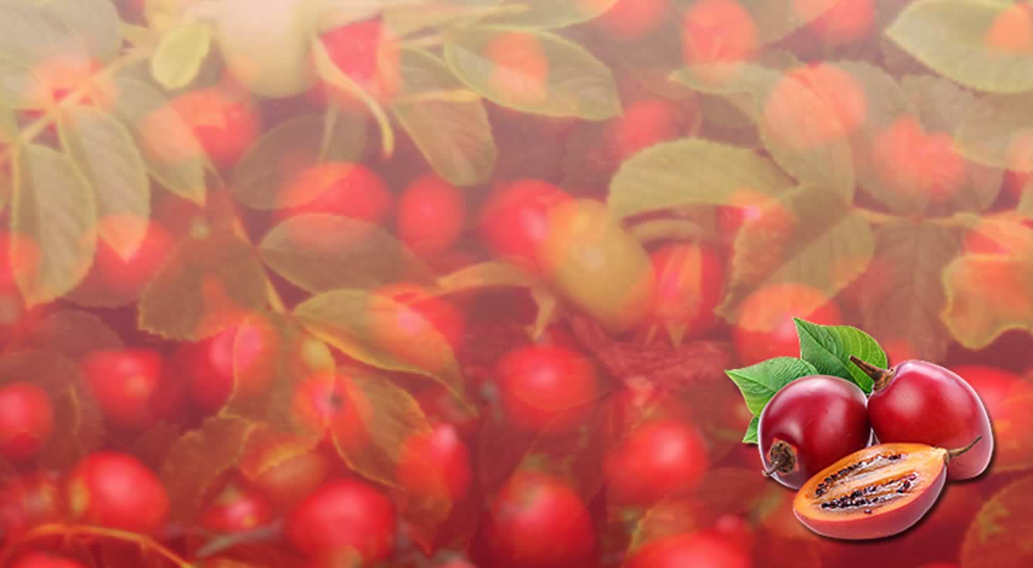 Rosehip wine: 3 recipes at home