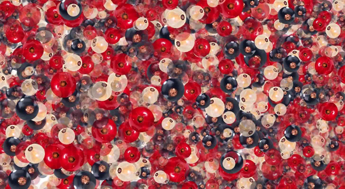 Currant wine: 12 recipes at home