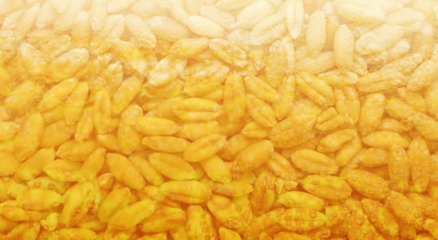 Wheat beer: 3 recipes at home + tips