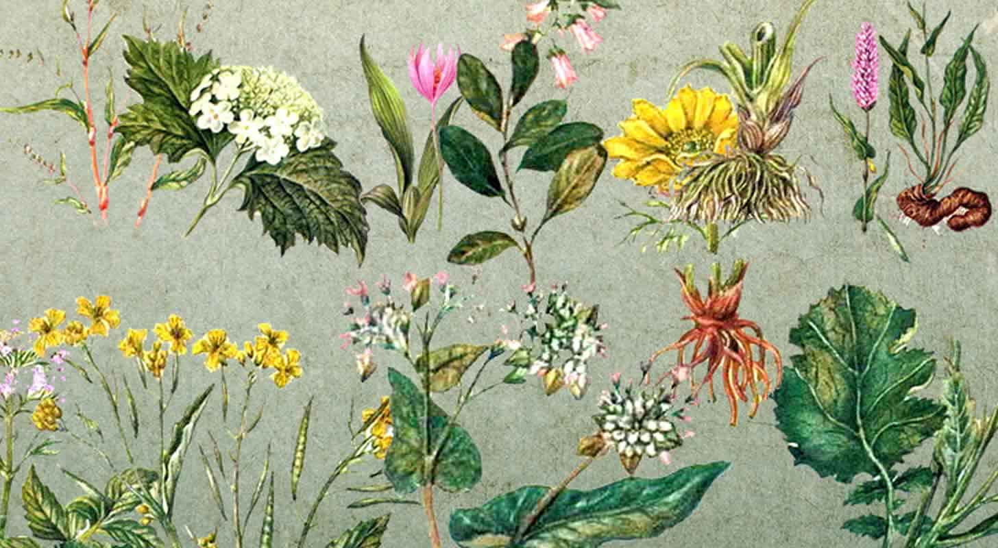 Medicinal tinctures: 9 recipes from popular plants