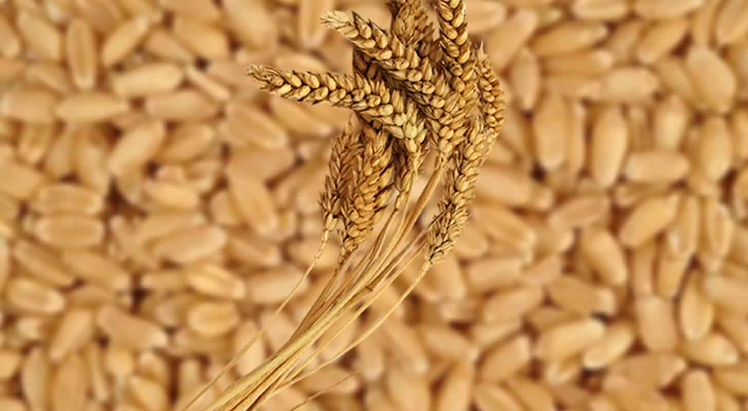 Moonshine made from wheat: 3 recipes at home