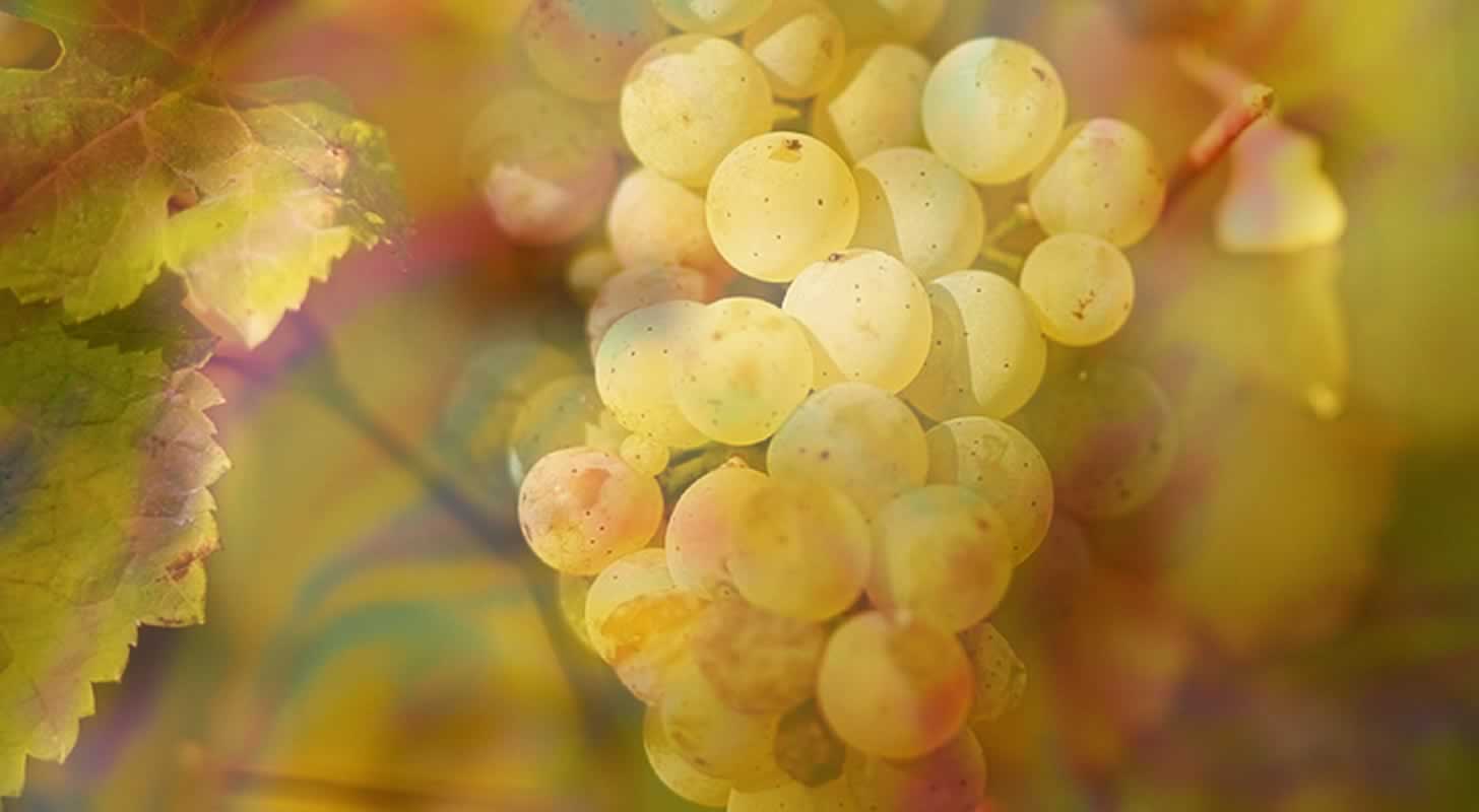 Grape vodka - making kizlyarka at home