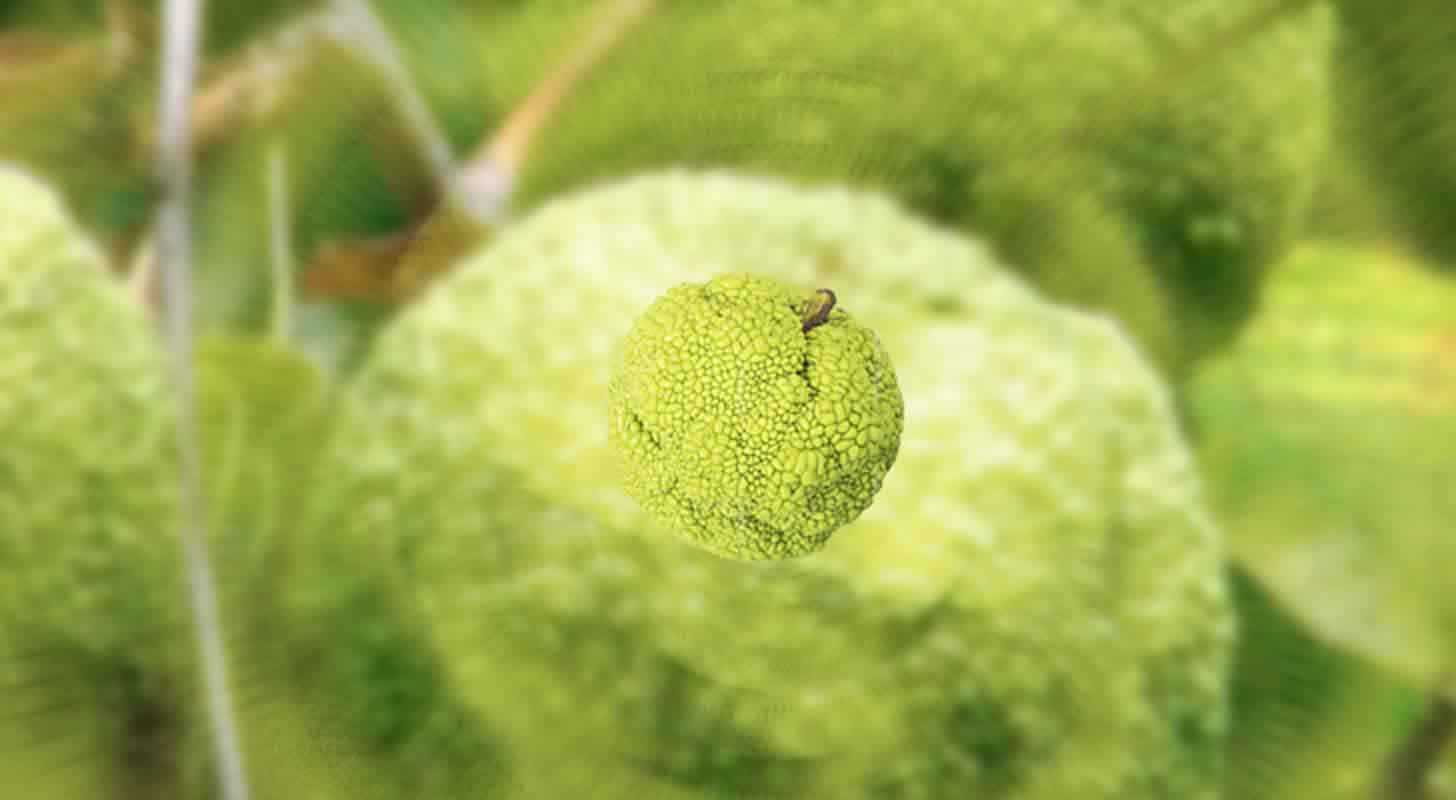 Adam's apple tincture: 3 recipes at home