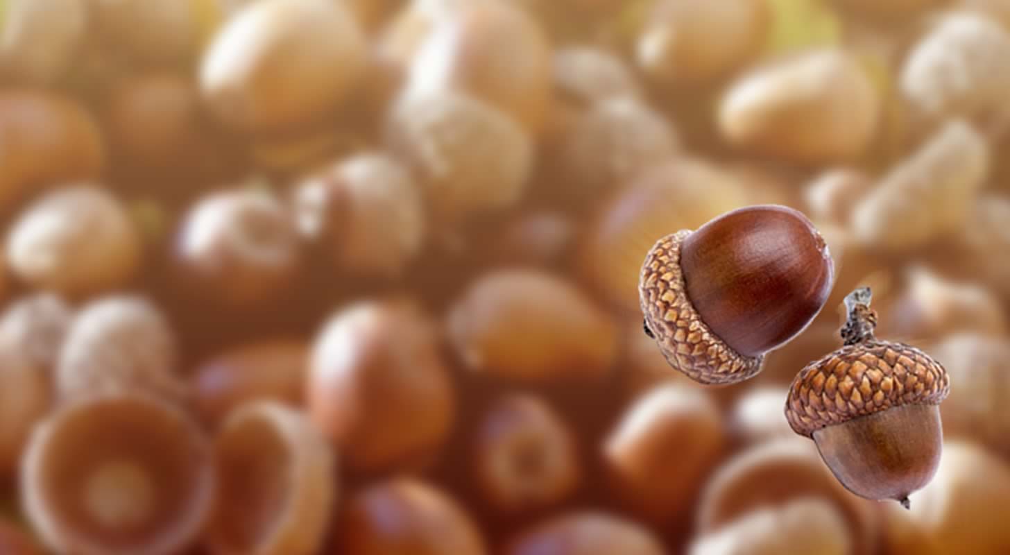 Tinctures on acorns: 6 recipes at home