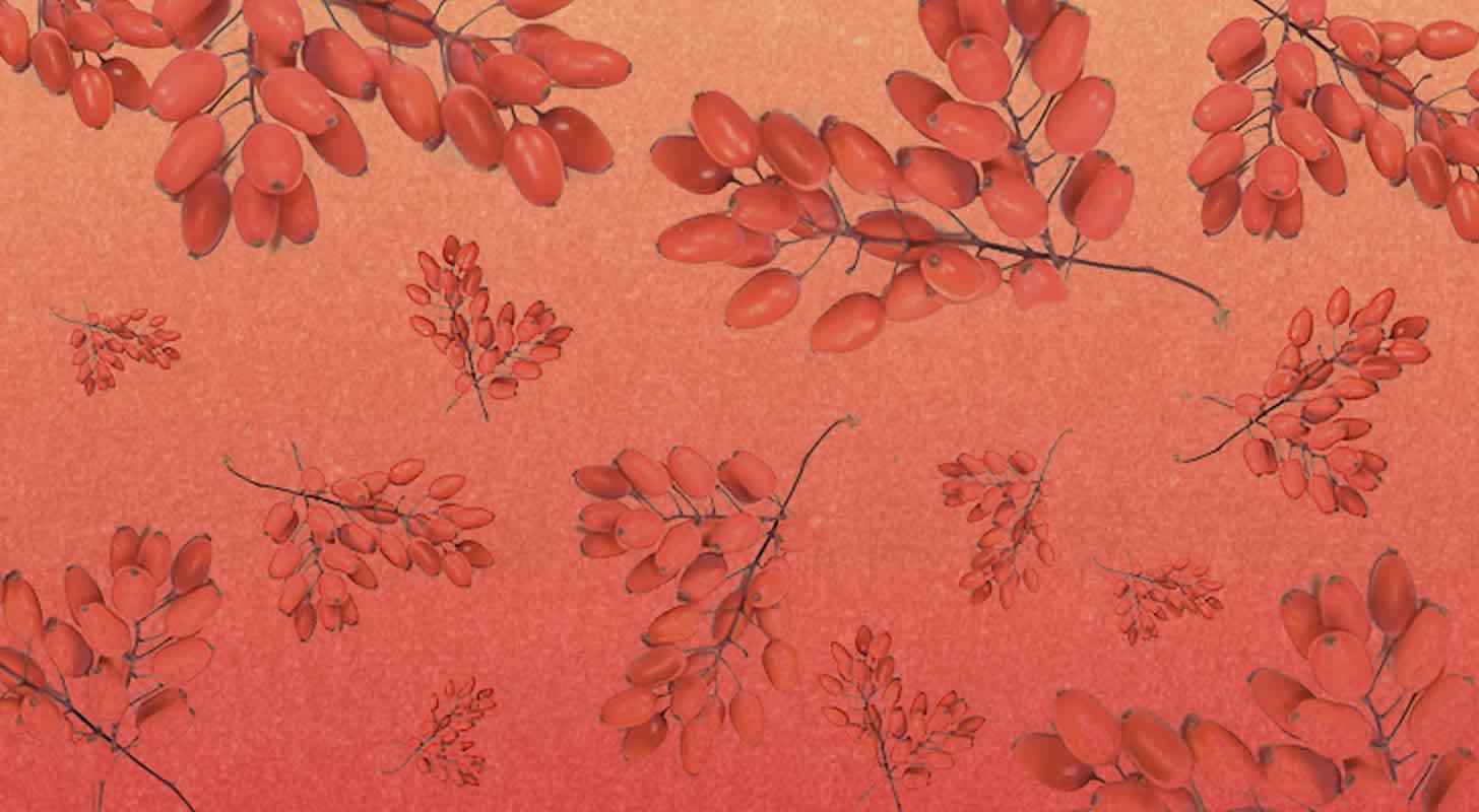 Wine, liqueur, liqueur and tincture of barberry: 5 recipes at home