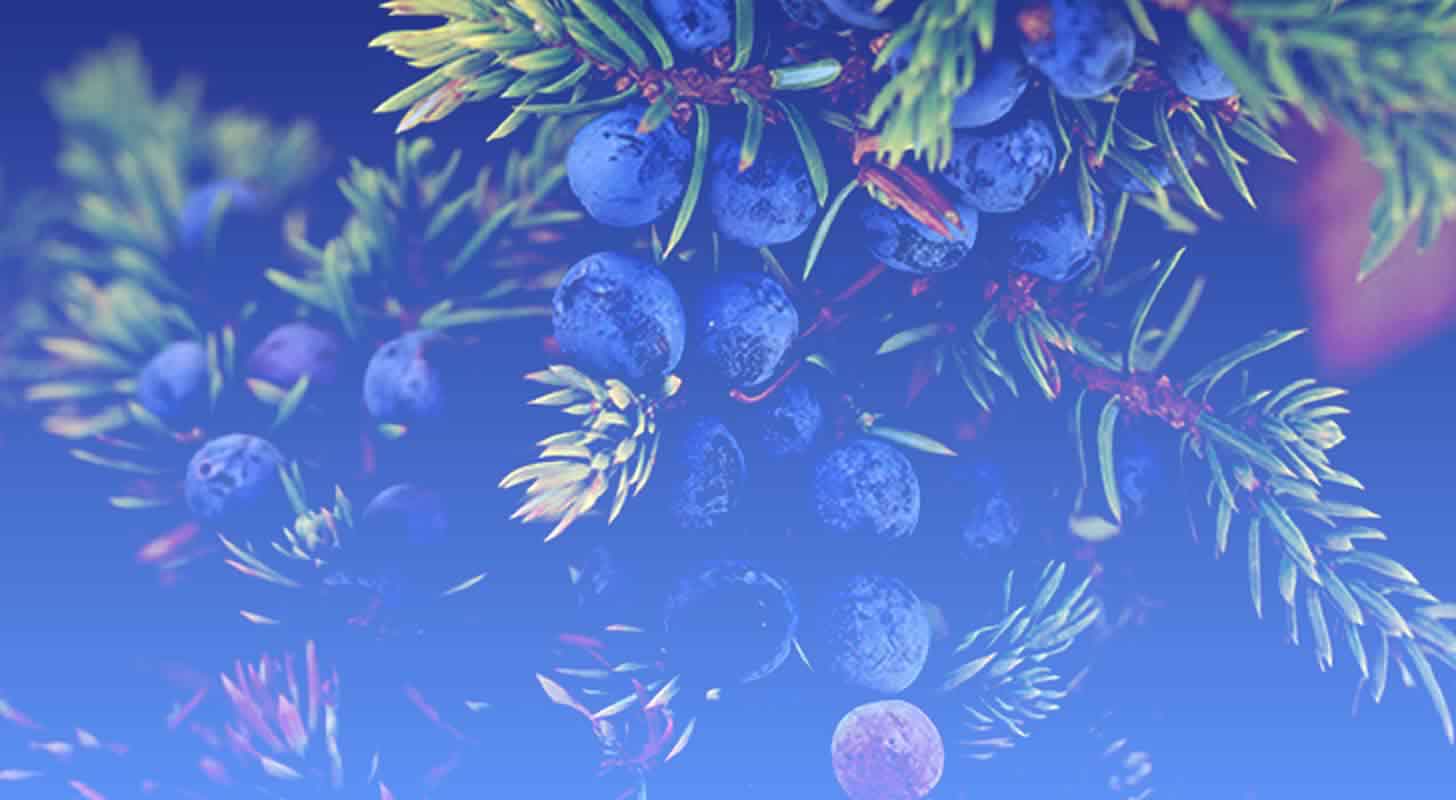 Juniper tincture: 6 recipes at home