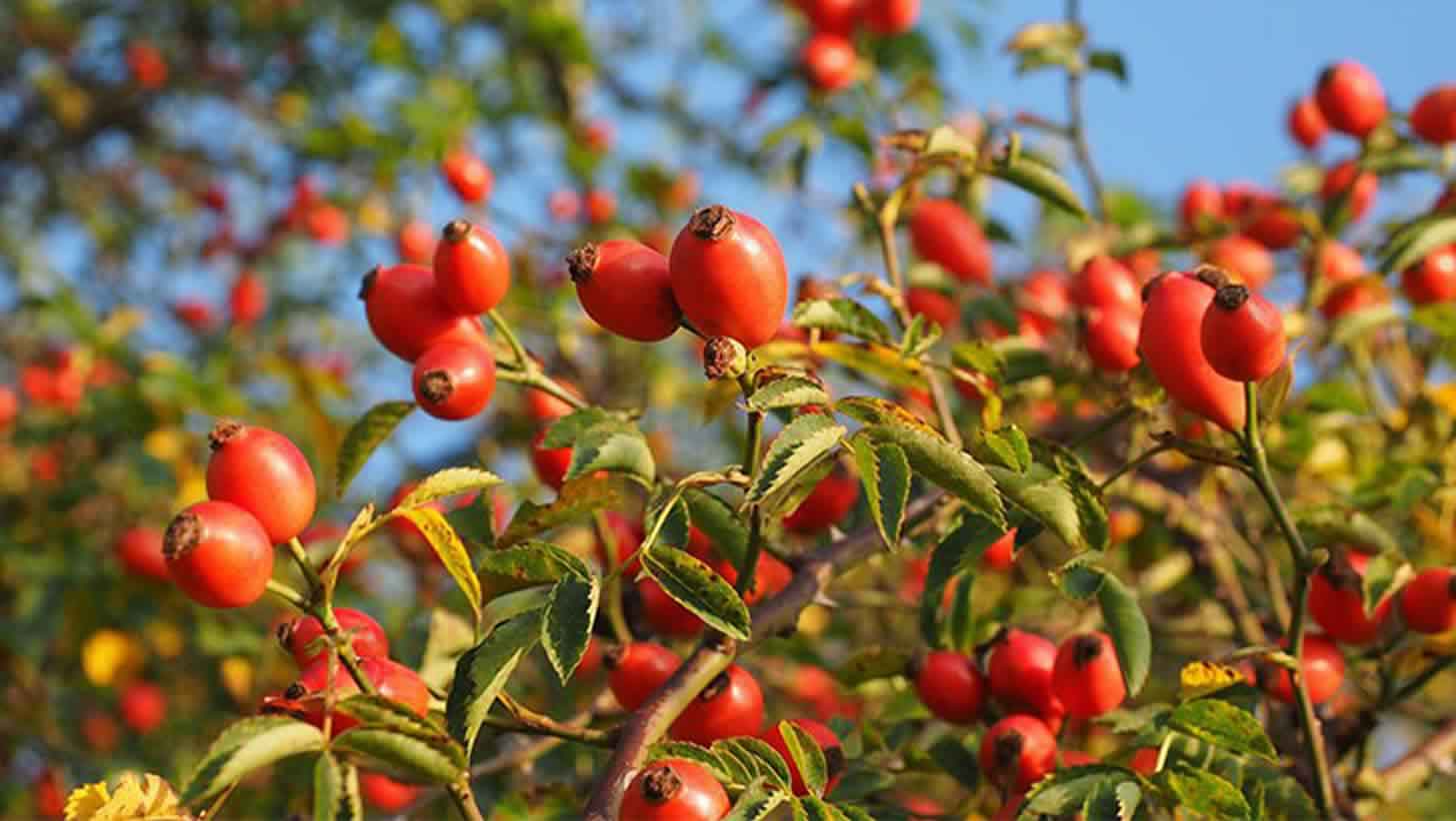 Rosehip tincture and liqueur: 4 recipes at home