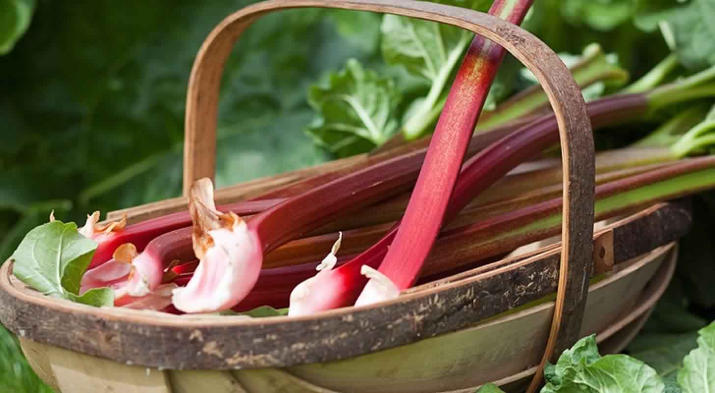 Rhubarb liqueur and tincture: 2 recipes at home