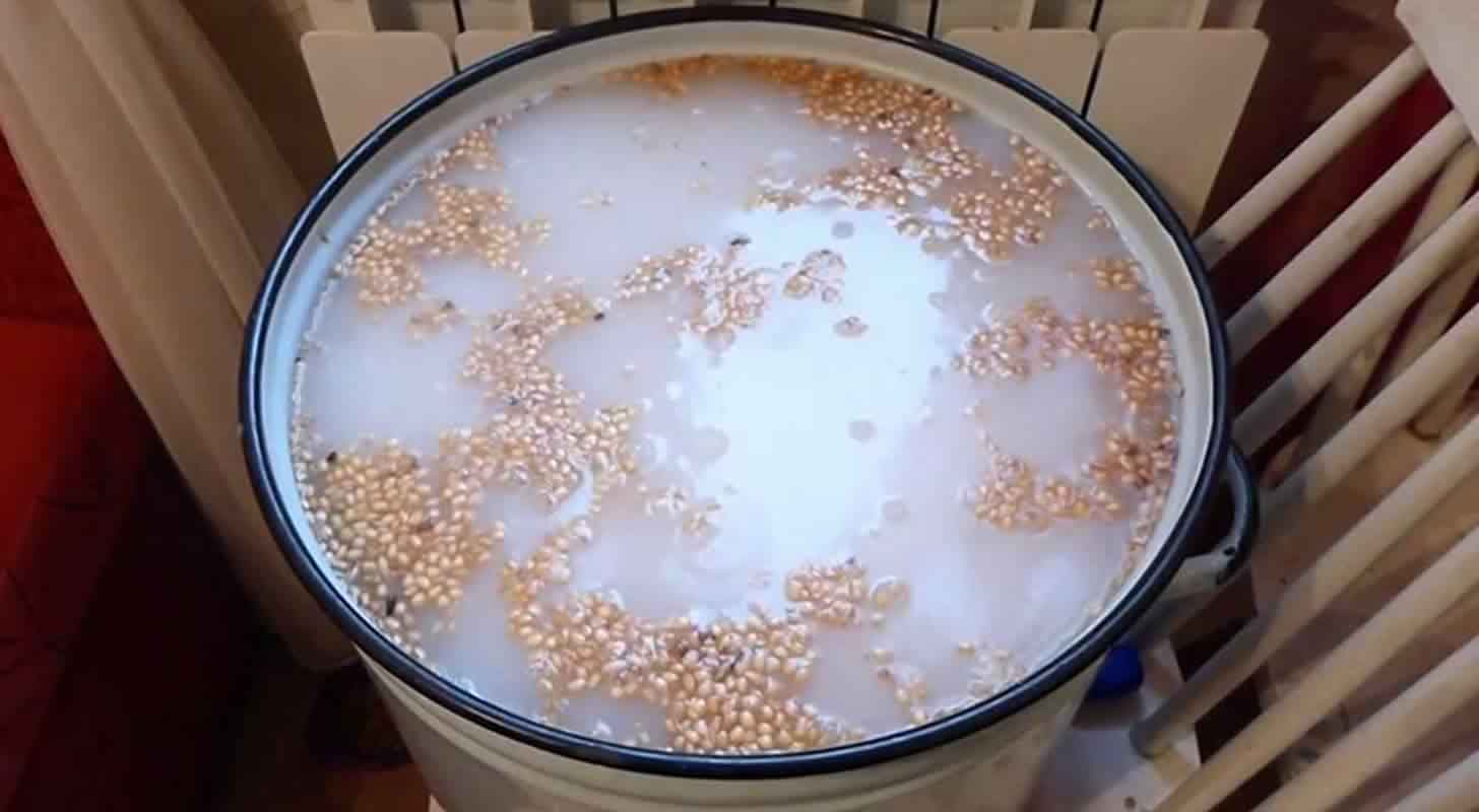 Braga on wheat: 3 recipes at home