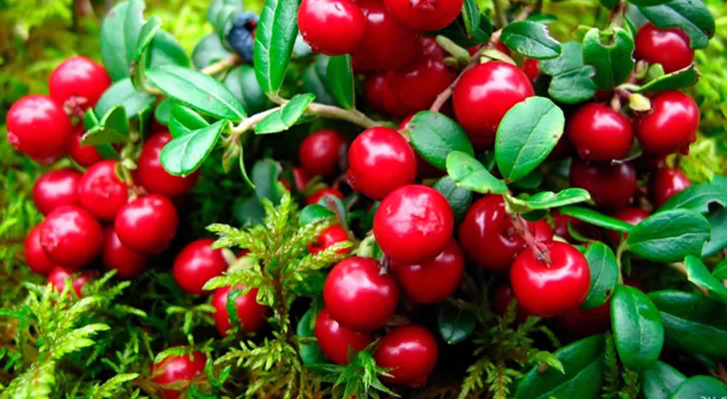Cranberry liqueur: 4 recipes at home