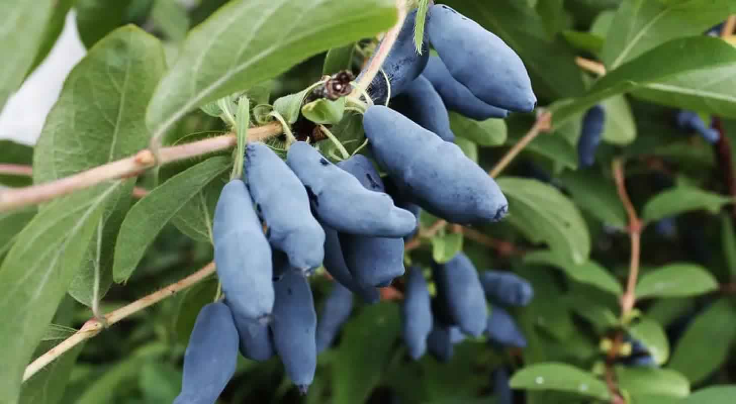 Honeyberries liqueur: 3 recipes at home + cooking nuances