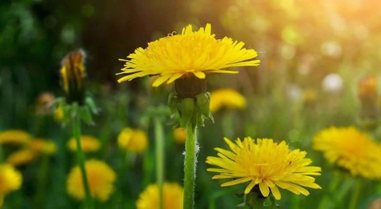Wine, liqueur, dandelion tincture: 3 recipes at home