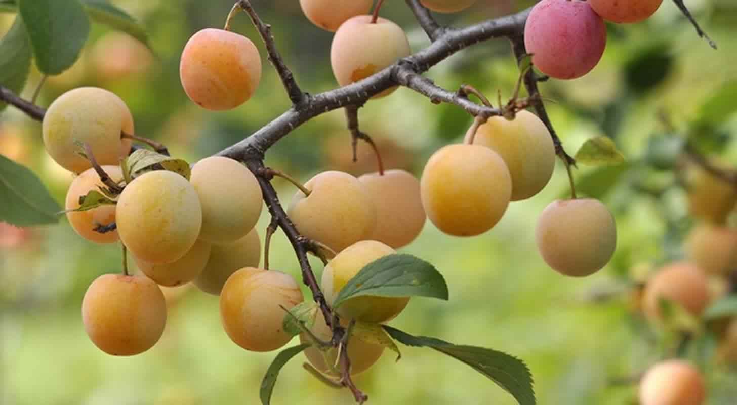 Cherry plum liqueur: 4 recipes at home