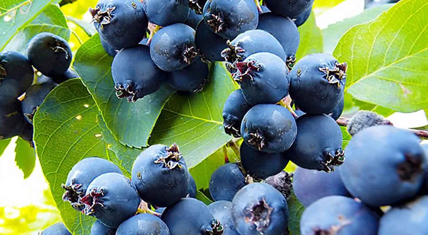 Tincture of irgi: 4 recipes at home