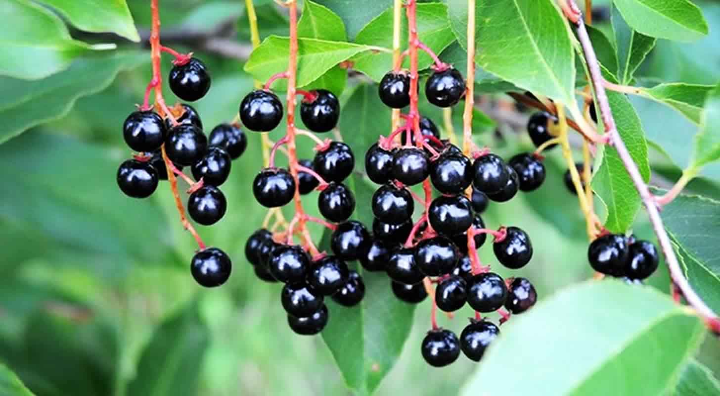 Wine from bird cherry: 2 recipes at home