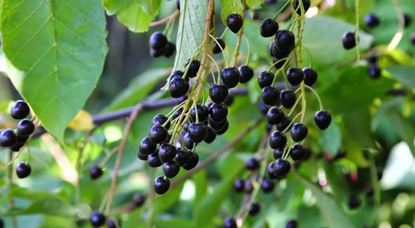 Tincture of bird cherry: 6 recipes at home